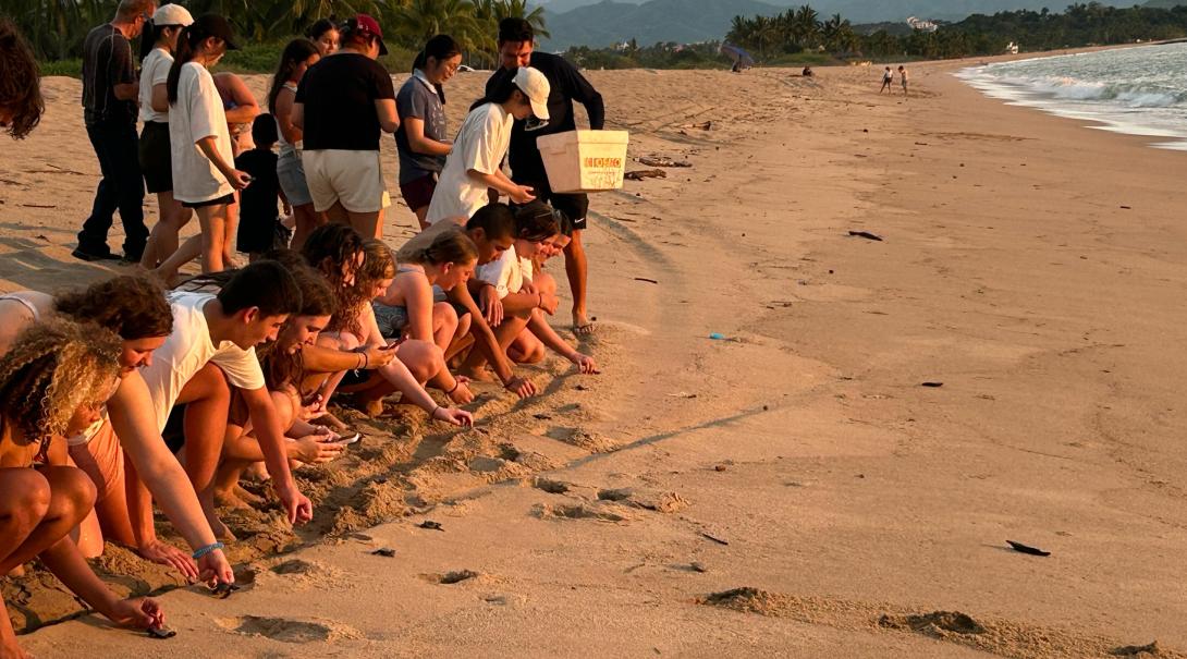 Conservation volunteers releasing turtle hatchlings on the beach in Mexico
